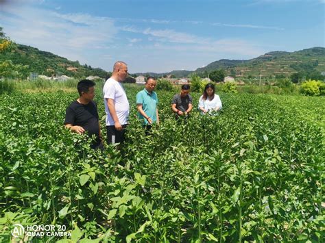 寿仙谷有机国药基地获评2018年度种植业“五园创建”省级示范基地 - 寿仙谷官网