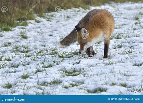Red Fox Scientific Name: Vulpes Vulpes Stock Photo - Image of wildlife ...