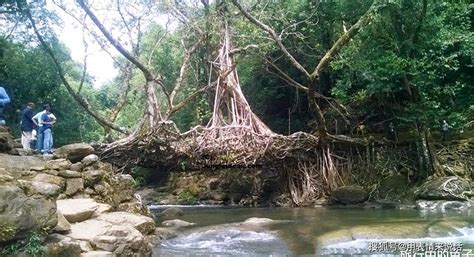 印度当地人，用树种了一座桥，500年间越变坚固_树桥