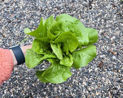 Tips For Harvesting Butter Lettuce Head