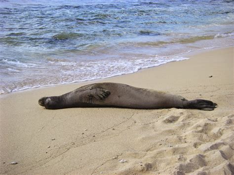 Animals of the world: Caribbean monk seal