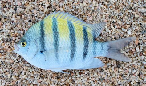 Panamic Sergeant Major | Mexican Fish.com