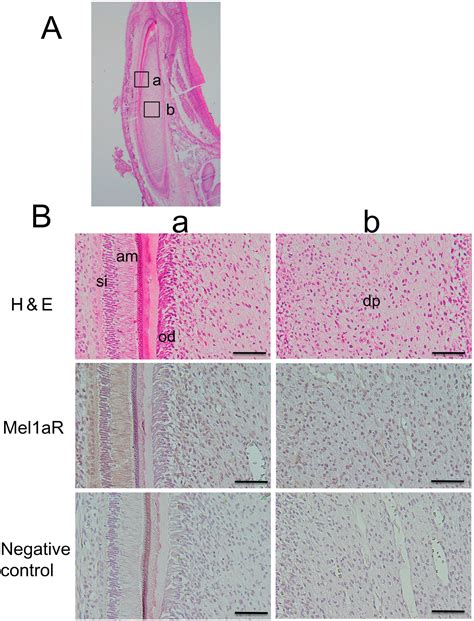 Effect of Melatonin on Human Dental Papilla Cells