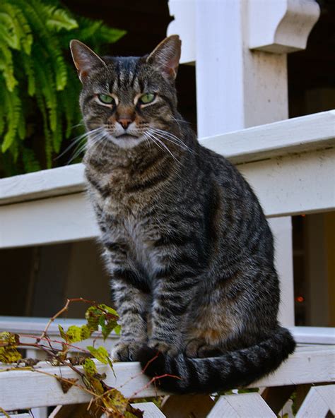 Minerva McGonagall - Harry Potter Wiki - Neoseeker