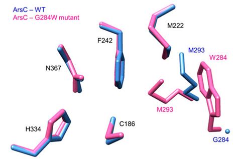 Exploiting the Biosynthetic Potential of Type III Polyketide Synthases