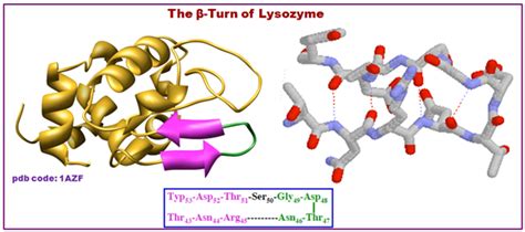 Figure 2.21: The H-bonding in the β-turn of Lysozyme