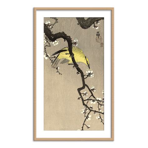 Chinese Wielewaal on Plum Blossom Branch, 1900-1910 – Calcuttan