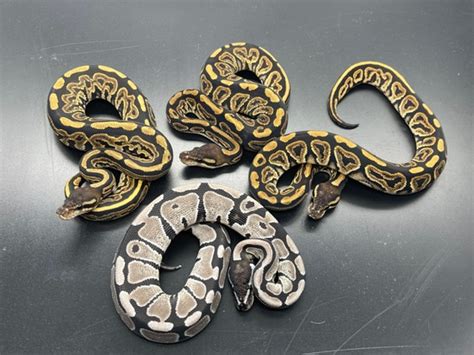 Image result for Desert Ghost Axanthic Ball Python