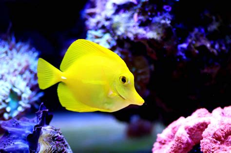 Rare Saltwater Aquarium Fish