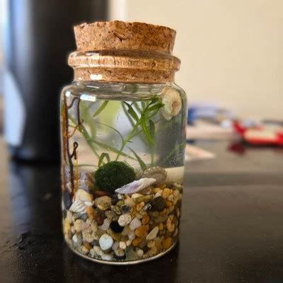 Image result for DIY Java Moss Decorations