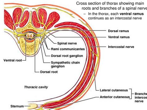 PPT - Peripheral PowerPoint Presentation, free download - ID:395693