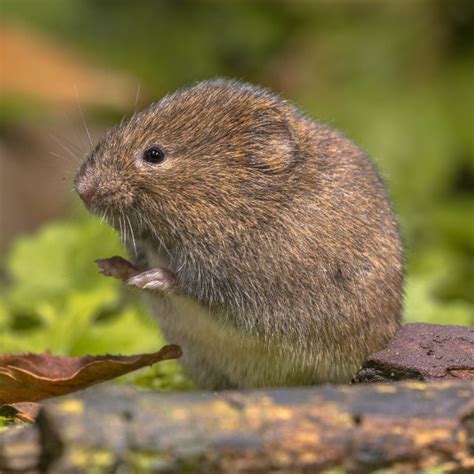 7 Things That Voles Hate - Pest Pointer