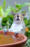 Image result for Squirrels Drinking Tea