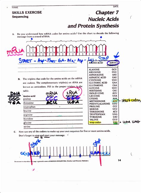 Image result for Protein Synthesis Review Worksheet