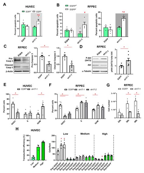 RhoGEF17—An Essential Regulator of Endothelial Cell Death and Growth