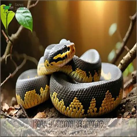 Ball Python Behavior 的图像结果