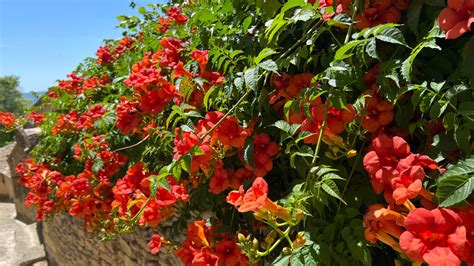 31 Spectacular Stunning Perennial Flowering Vines That Come Back Every Year