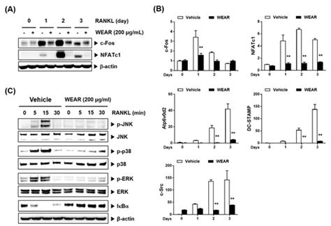 Water Extract of Agastache rugosa Prevents Ovariectomy-Induced Bone ...