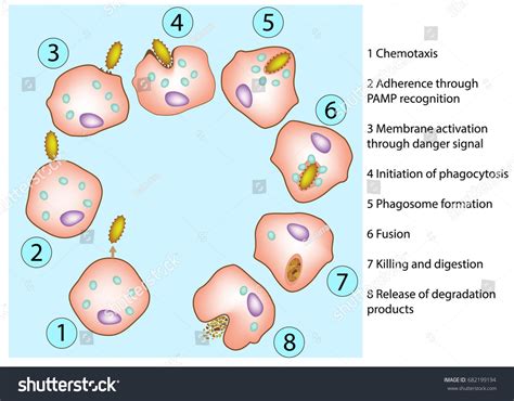 Phagocytosis Process Diagram Promoting Apoptosis Of Neutrophils And