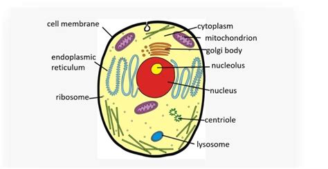 Draw a typical animal cell and label its parts - Brainly.in