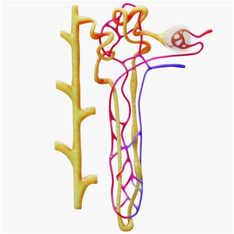 Kidney Nephron 3D Model