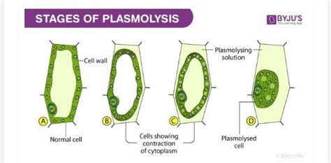 Make a temporary slide to study plasmolysis sketch and label the ...