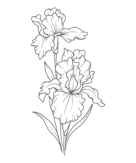 Iris Flower Drawing | Best Flower Site
