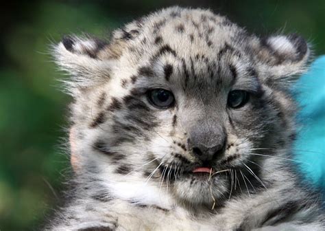 Snow leopard | Catz | Baby snow leopard, Snow leopard, Animals beautiful