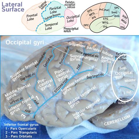 Rezultat imagine pentru Gyri