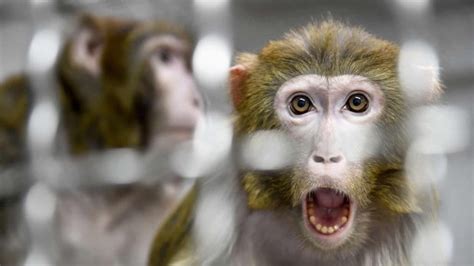 中国首现人类感染猴B病毒 北京兽医解剖死猴后染毒身亡 — 普通话主页