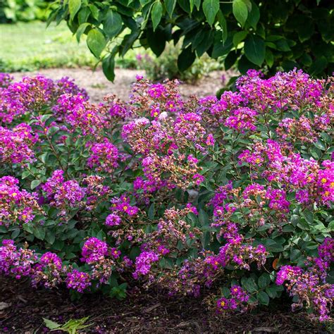 Bellini® Grape Crape Myrtles for Sale | FastGrowingTrees.com