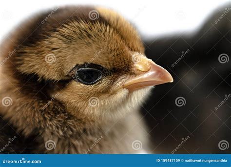 Chicken With Hairy Legs Royalty-Free Stock Photography | CartoonDealer ...