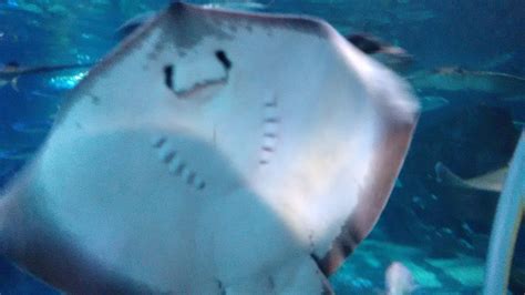 Aquarium DIY Tree Stump 的图像结果