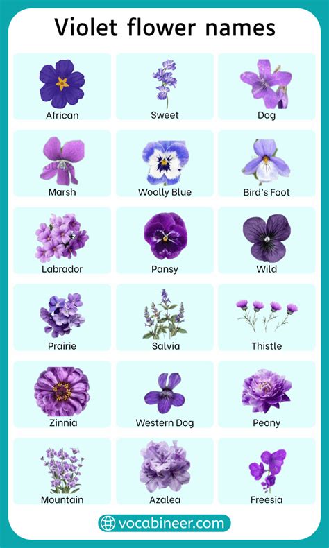 Violet Flower Names | Types, Varieties & Pictures