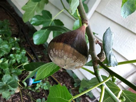 Fig Tree Not Fruiting 的图像结果