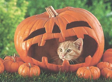 A Halloween Cat In A Pumpkin wallpaper | animals | Wallpaper Better