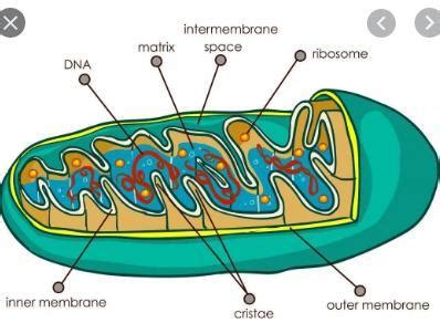 [Expert Answer] draw the neat labelled diagram of powerhouse of the ...