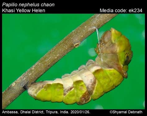 Papilio nephelus | Butterfly