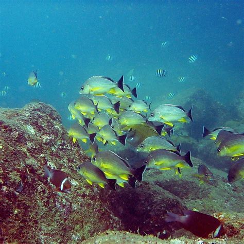 INDIAN INSTITUTE OF SCUBA DIVING & AQUATIC SPORTS (2026) All You Need ...