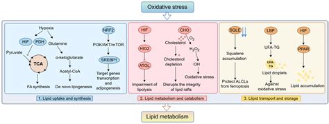 Oxidative Stress and Reprogramming of Lipid Metabolism in Cancers
