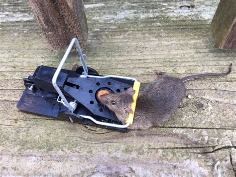 Image result for Best Mouse Trap Designs