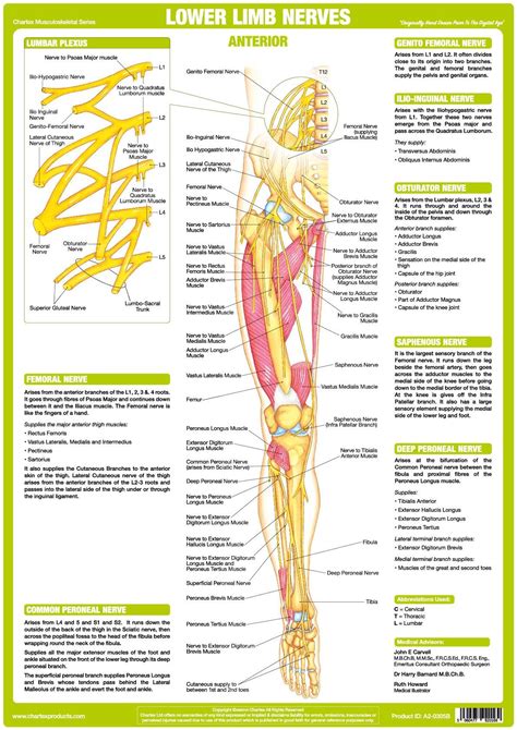 Diagram Of Nerves In Legs