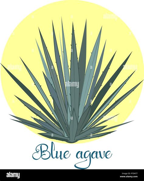 Tequila agave plant or blue agave. Vector illustration isolated on ...