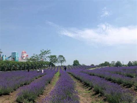 “紫”愿你快乐！20万株普罗旺斯薰衣草开了，这一季最值得打卡的薰衣草公园 - 封面新闻