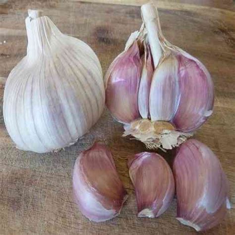 Bom Garlic Supplier in Mandsaur- Bom Garlic Supplier in Mandsaur