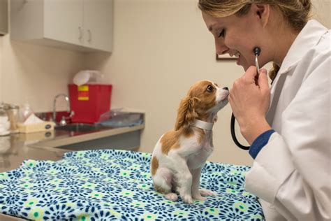 Animal Medicine 的图像结果