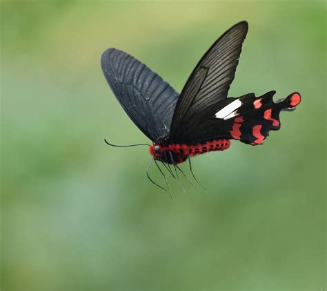 Download wallpaper flying, wings, butterfly, section macro in ...