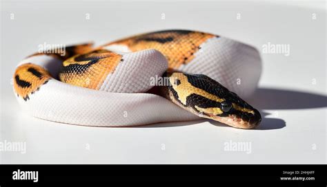 Image result for Are Python's Dangerous