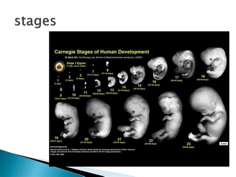 Image result for Embryogenesis Process
