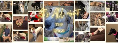 Sip & Shop at the Belvoir Winery Adoption Event, Belvoir Winery and Inn ...